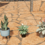 v23_dbad03_plant01-min.png