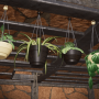 v23_dbad04_plant02-min.png