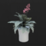 v23_dbpl66_plant-min.png