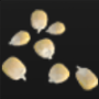 03_03_30_cornseeds.png