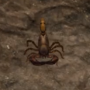 04_02_09_scorpion.png