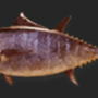 v23_db10_driedtuna-min.png