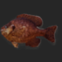 v23_db11_driedbluegill-min.png