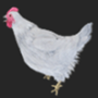v23_db33_chicken-min.png