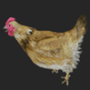 v23_db34_rooster-min.png