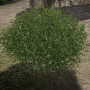 v23_ev01_bush-min.png