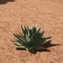 v23_ev03_aloe-min.png